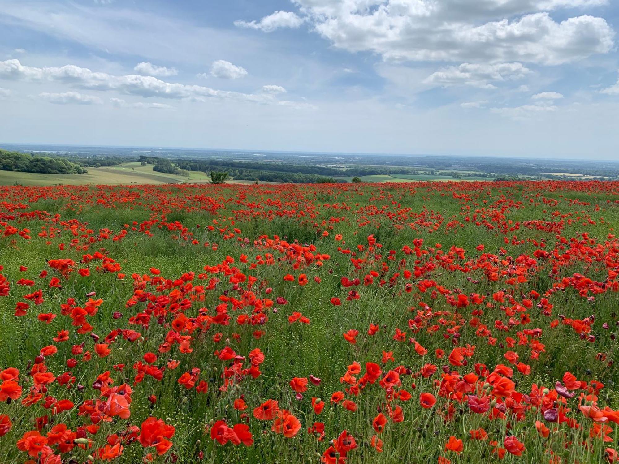 فيلا Luxury Barn With Tennis Court In South Downs National Park شيشستر المظهر الخارجي الصورة